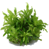 Pogostemon helferi