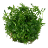 Ranunculus inundatus