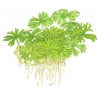 Ranunculus inundatus