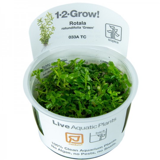 Rotala rotundifolia 'Green' - in vitro