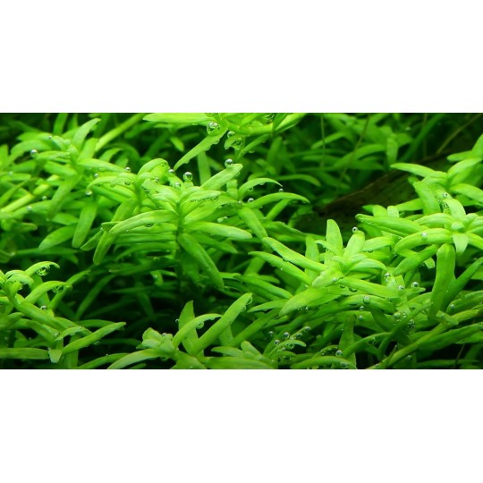 Rotala rotundifolia 'Green'
