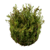 Rotala wallichii
