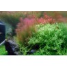 Rotala wallichii