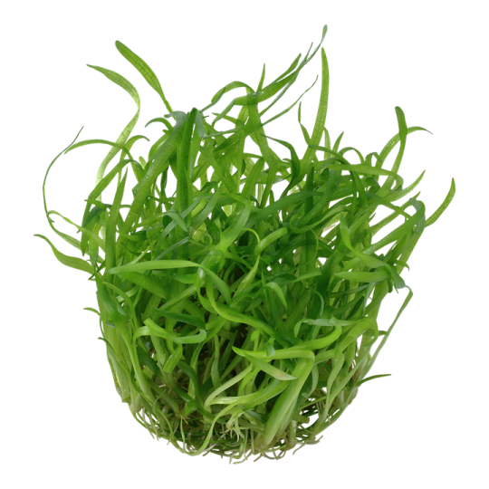 Sagittaria subulata
