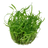 Sagittaria subulata
