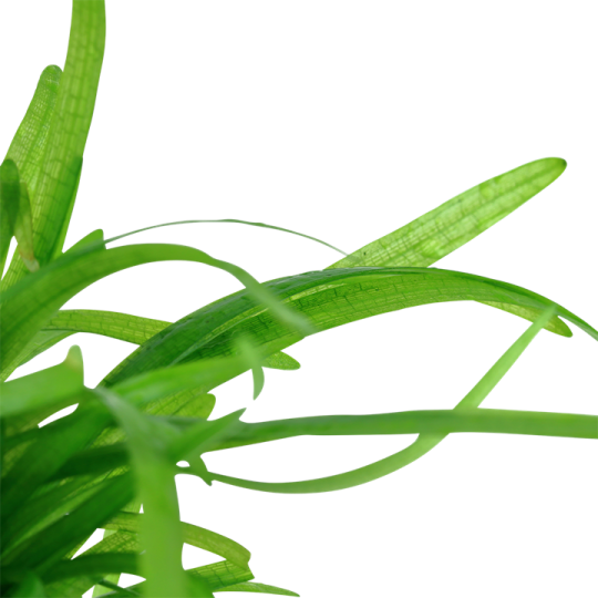 Sagittaria subulata