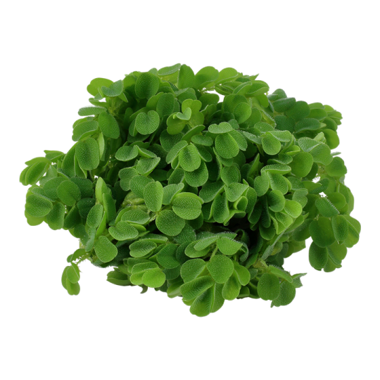 Salvinia auriculata