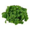Salvinia auriculata