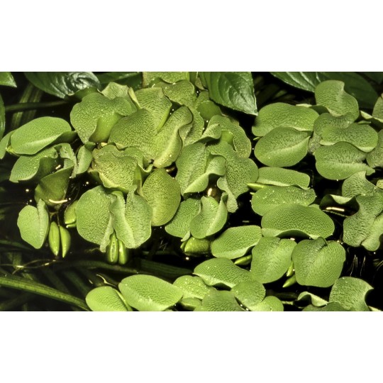 Salvinia auriculata