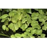 Salvinia auriculata