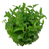 Staurogyne repens