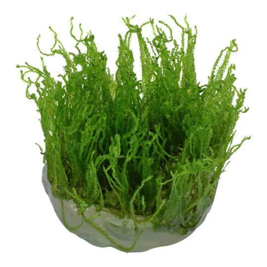 Taxiphyllum alternans 'Taiwan'