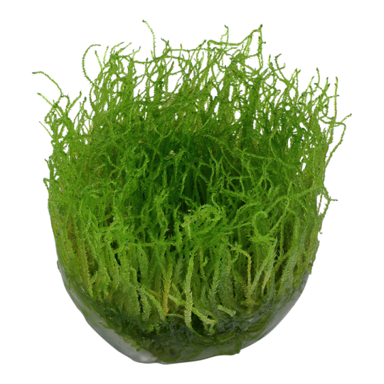 Taxiphyllum barbieri 'Bogor Moss' - in vitro