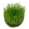 Taxiphyllum barbieri 'Bogor Moss' - in vitro