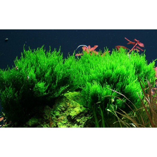 Taxiphyllum 'Flame'