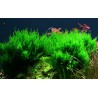 Taxiphyllum 'Flame'