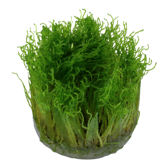 Taxiphyllum 'Spiky' - in vitro