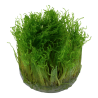 Taxiphyllum 'Spiky' - in vitro