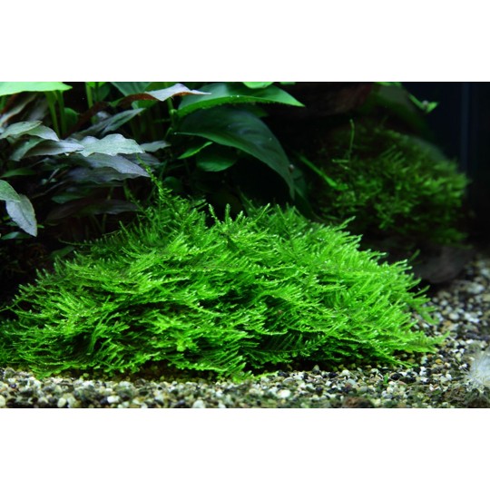 Taxiphyllum 'Spiky' - in vitro