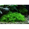 Taxiphyllum 'Spiky' - in vitro
