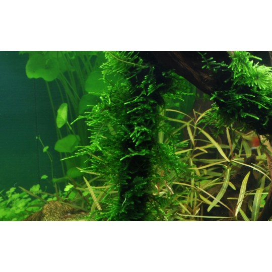 Taxiphyllum 'Spiky' - in vitro