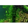Taxiphyllum 'Spiky' - in vitro