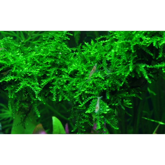 Vesicularia ferriei 'Weeping' - in-vitro