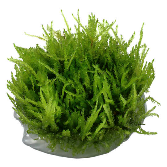 Vesicularia ferriei 'Weeping' - in-vitro