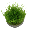 Vesicularia montagnei 'Christmas Moss' - in vitro