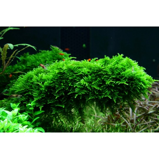 Vesicularia montagnei 'Christmas Moss' - in vitro