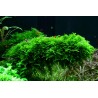 Vesicularia montagnei 'Christmas Moss' - in vitro