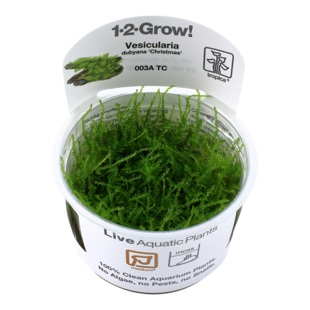 Vesicularia montagnei 'Christmas Moss' - in vitro