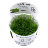 Vesicularia montagnei 'Christmas Moss' - in vitro