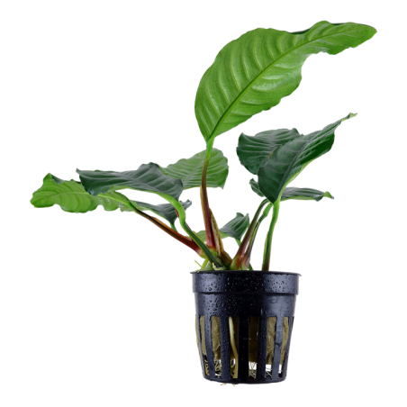 Anubias barteri 'Coffeifolia'