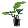 Anubias barteri 'Coffeifolia'