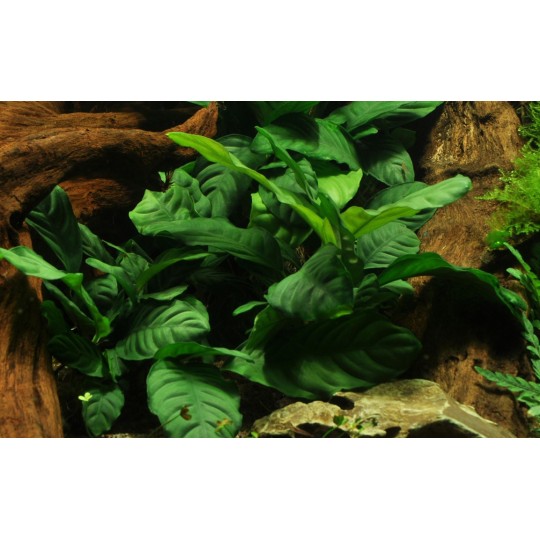 Anubias barteri 'Coffeifolia'