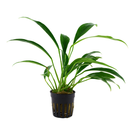 Anubias barteri var. angustifolia