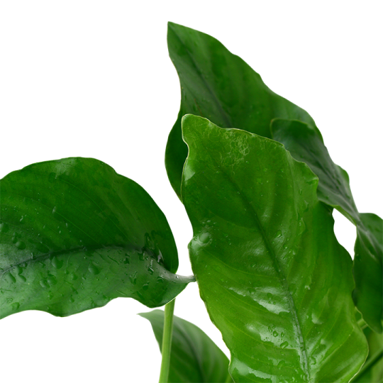 Anubias barteri var. barteri
