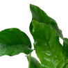 Anubias barteri var. barteri