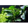 Anubias barteri var. barteri