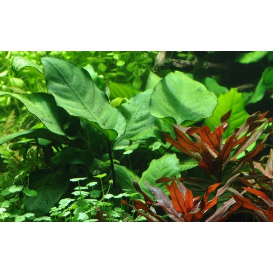 Anubias barteri var. caladiifolia