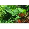 Anubias barteri var. caladiifolia