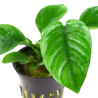 Anubias barteri var. caladiifolia