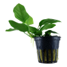 Anubias barteri var. nana