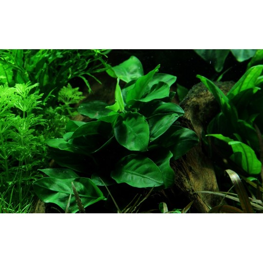 Anubias barteri var. nana