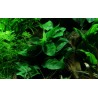 Anubias barteri var. nana