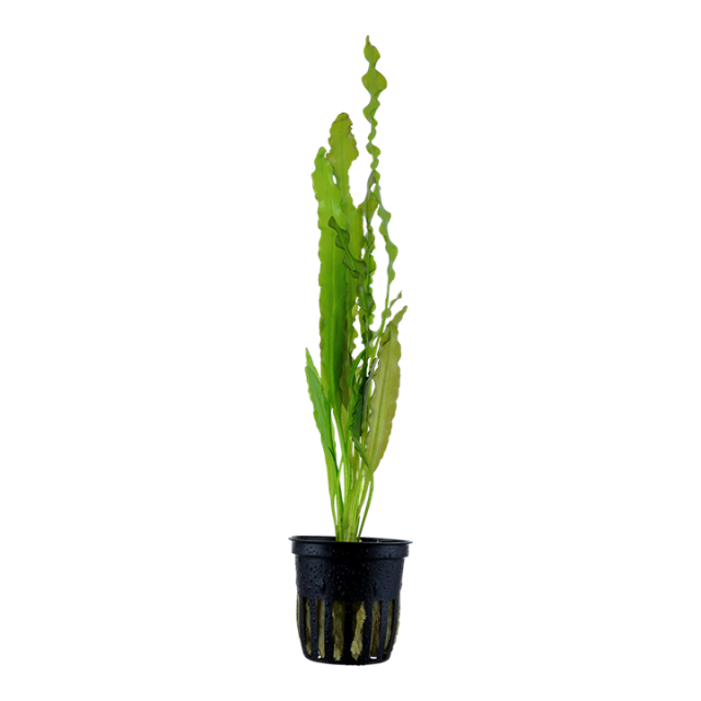 Aponogeton crispus — dzīvs akvārija augs