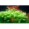 Bacopa australis