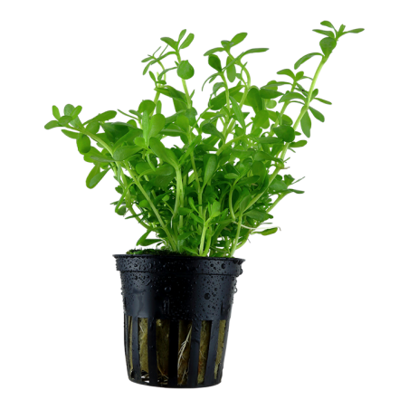Bacopa monnieri 'Compact'