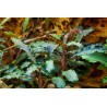 Bucephalandra 'Kedagang'